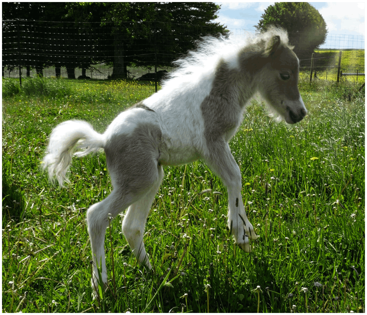 Cheval miniature